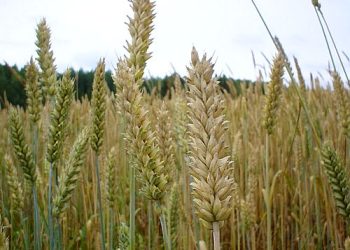 Christians Aren’t Called To Pull Weeds…